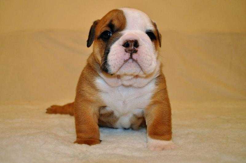 Registered English Bulldog Pups