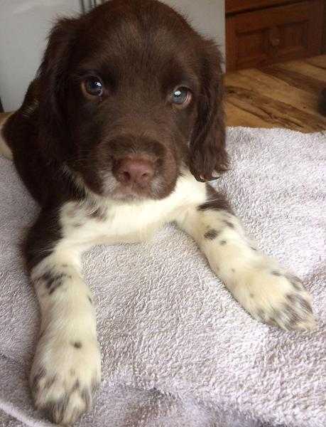 Registered English Springer Spaniel pups ready today
