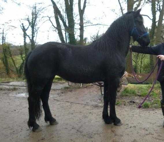 Registered Friesian Mare