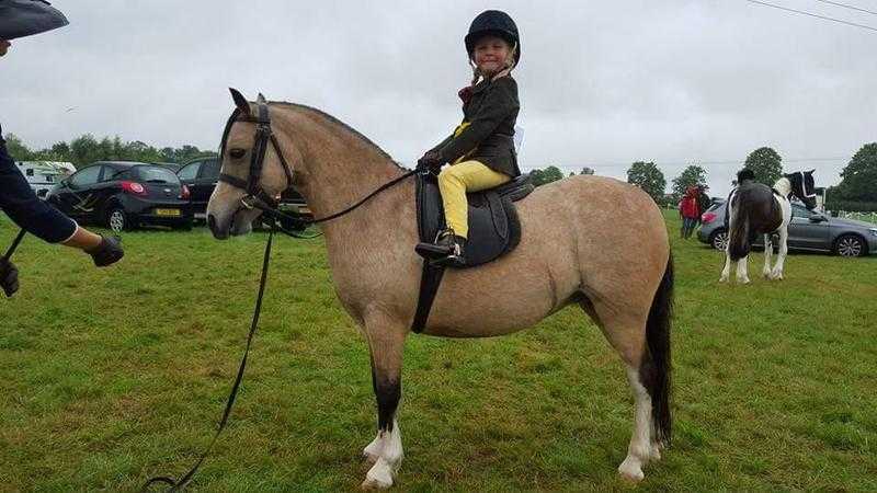 Registered sec a leadrein pony