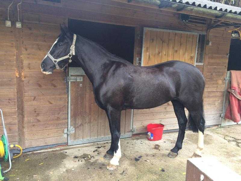 Registered Welsh D 14.2 allround mare for sale