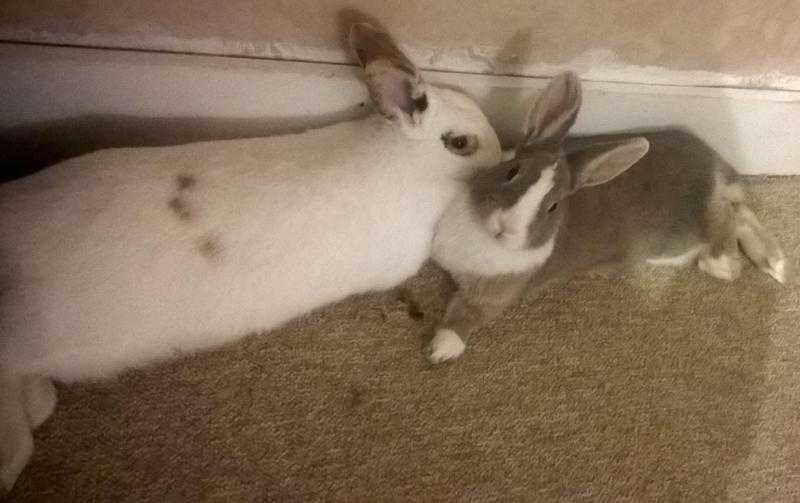 Rehome House Rabbits