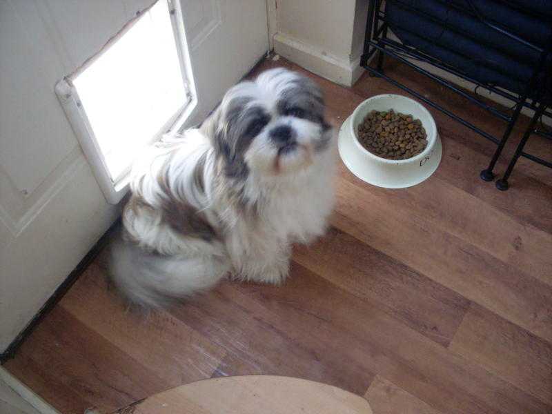 Rehoming Shih Tzu