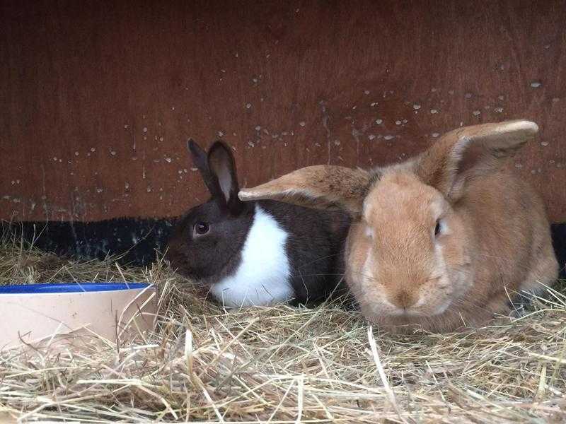 Rescued Rabbits