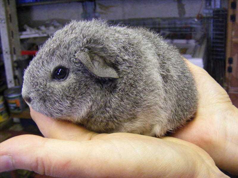 REX GUINEA PIG BABIES