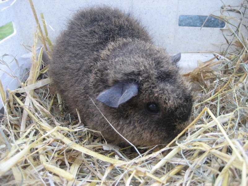 REX GUINEA PIGS