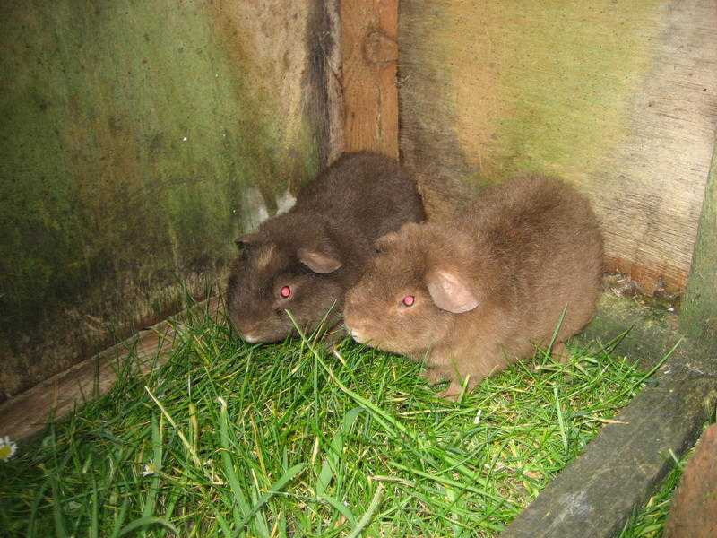 Rex Guinea-Pigs