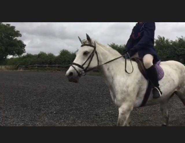 Rider looking for loan horse