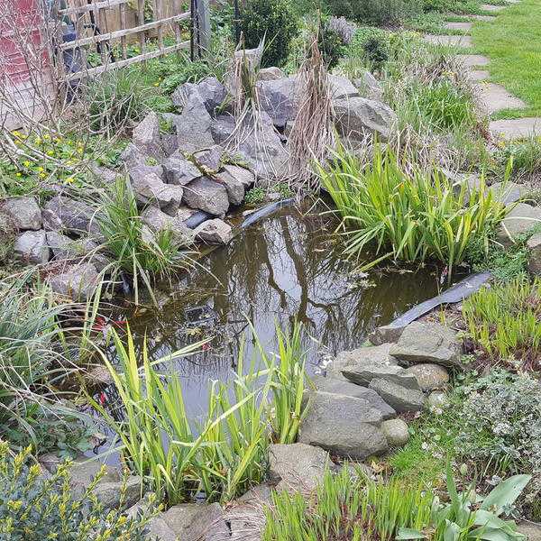 Rigid Pond Liner. Rocks .Plants .Fish amp Filter FREE to collector