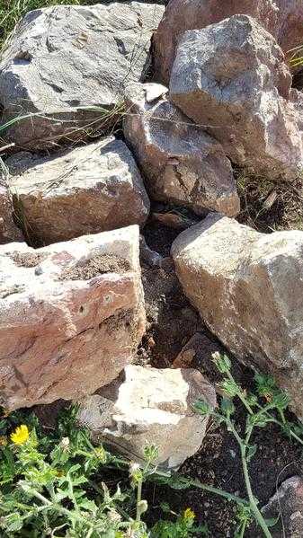 Rockery Rocks