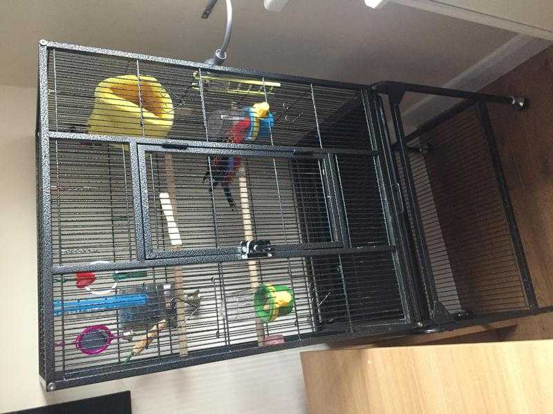 Rosella and big cage for sale 100 pound ono