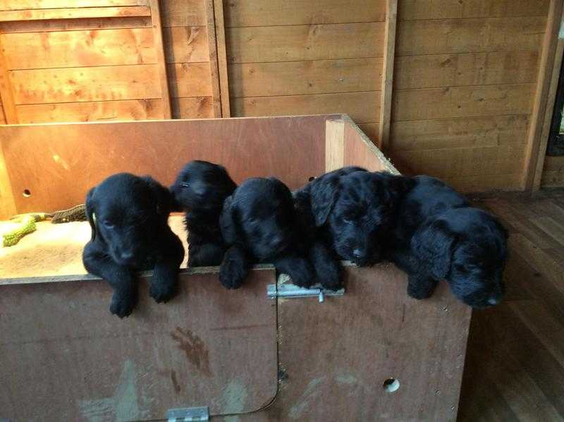 Rottiedobiedoodles labradoodles