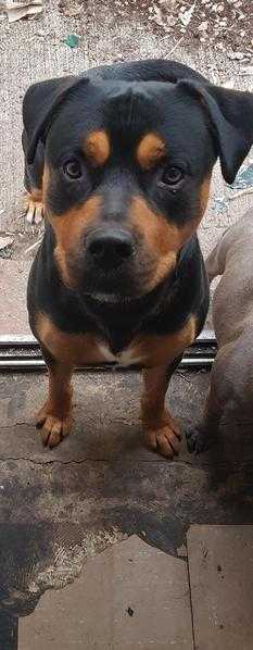 rottweiler cross