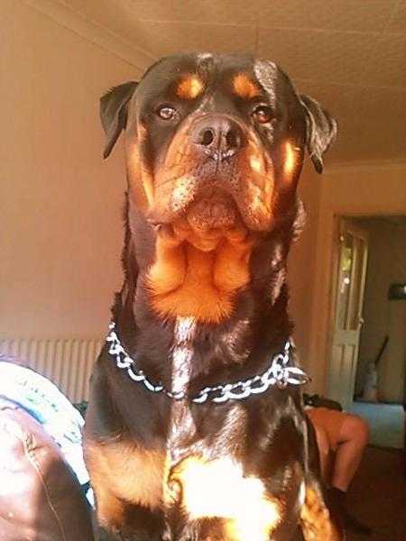 Rottweiler male for stud