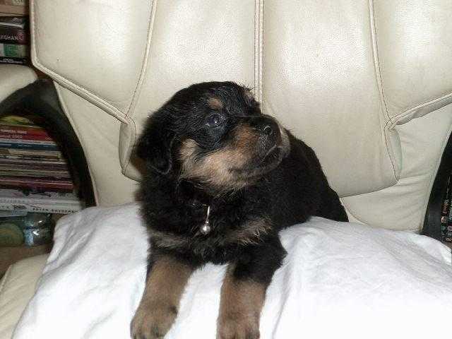 Rottweiler Puppies