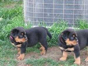 Rottweiler Puppies