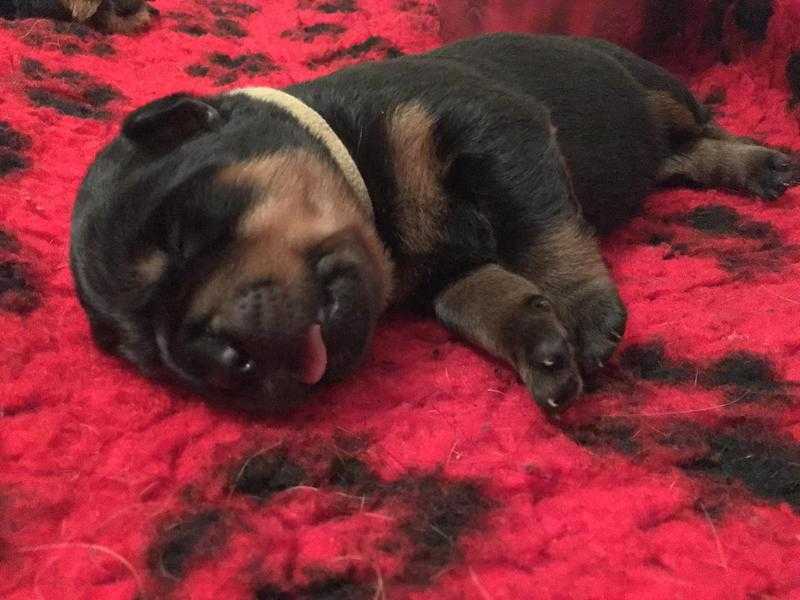 Rottweiler Puppies For Sale KC Registered