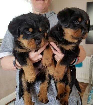 Rottweiler Puppies from Old German Bloodlines.