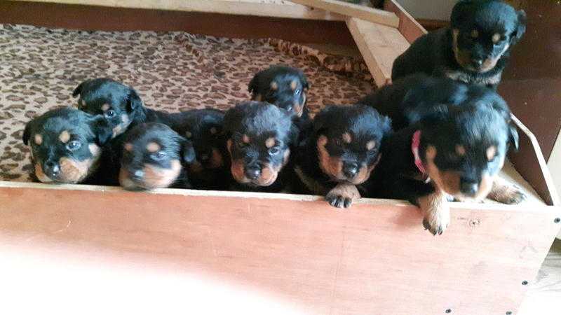 Rottweiler  pups  for sale