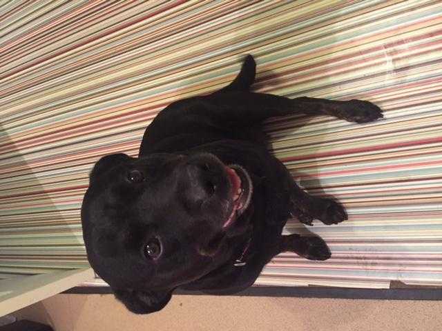 Rottweiler x Labrador for sale