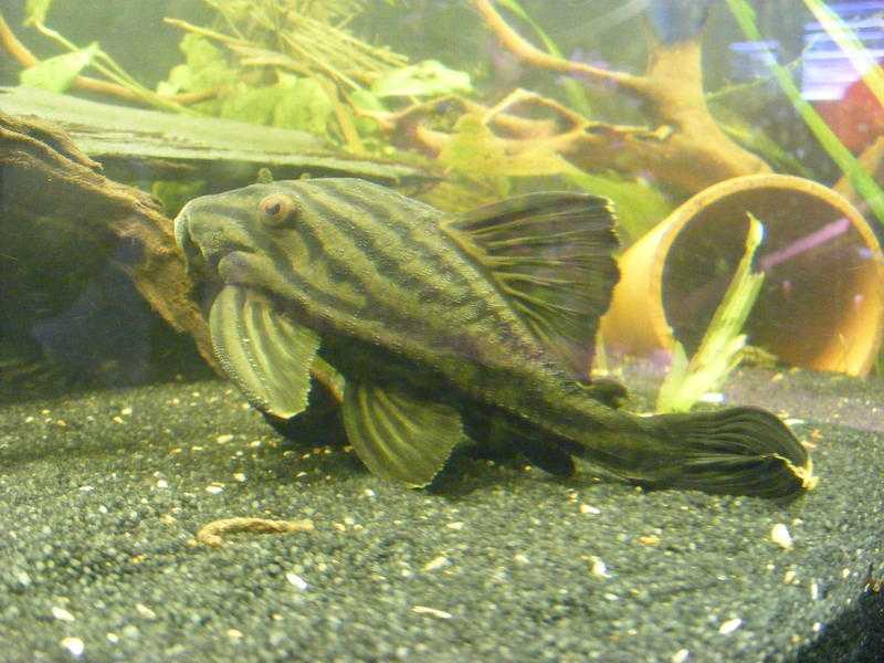 ROYAL PANAQUE plec