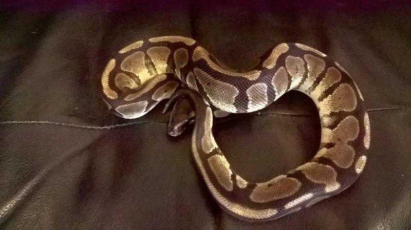 royal pythons