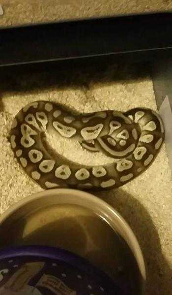 Royal pythons and racks various morphs priced to sell - Offers