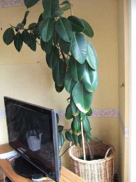 RUBBER PLANT AND BASKET (PLANT APPROX 7039 5quot)
