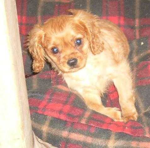 ruby Cavalier King Charles Spaniel Puppy