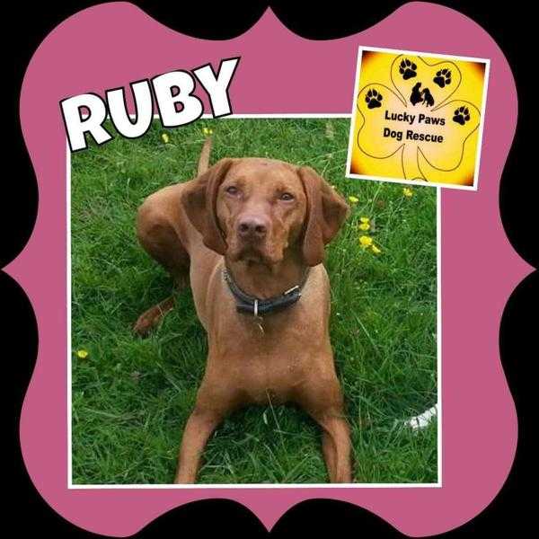 Ruby is our practically perfect 8 year old Vizla