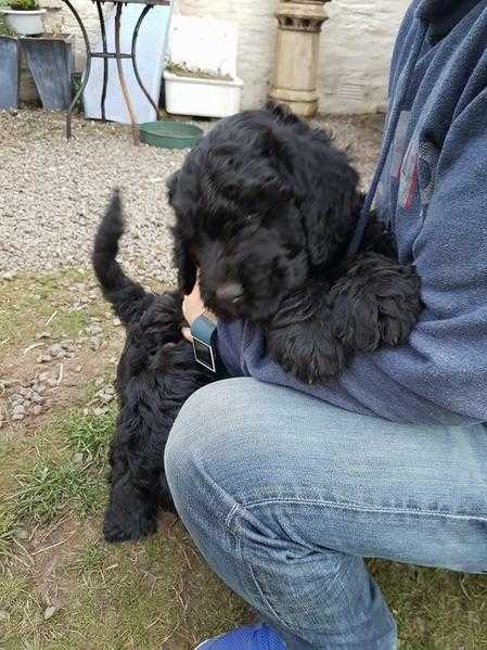 Russian Black Terrier Puppy