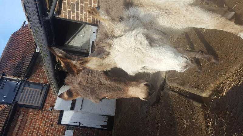 sad sale 2 donkeys