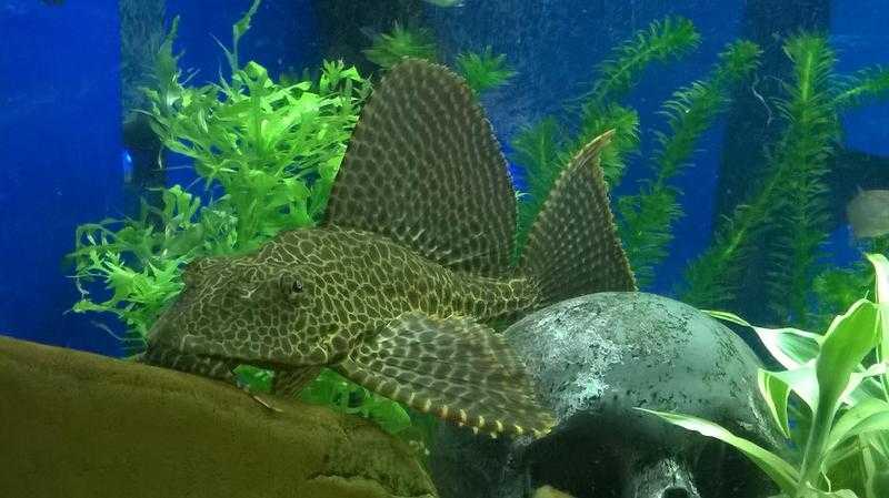 Sailfin Pleco 10 each