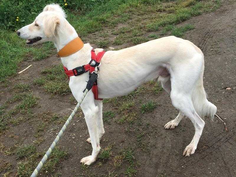 Saluki X 18 months old Dog