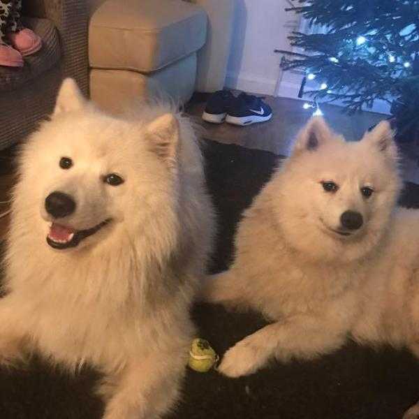 Samoyed puppies