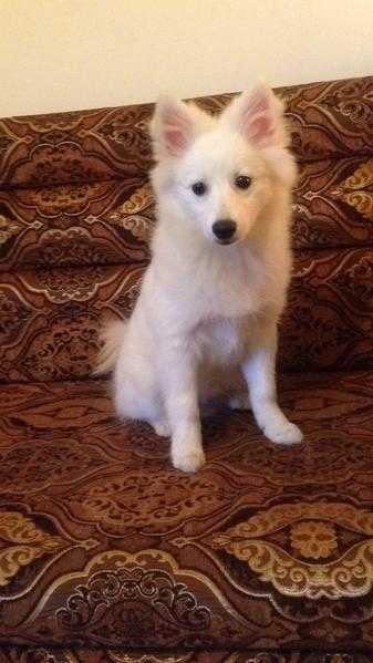 Samoyed pure white puppy