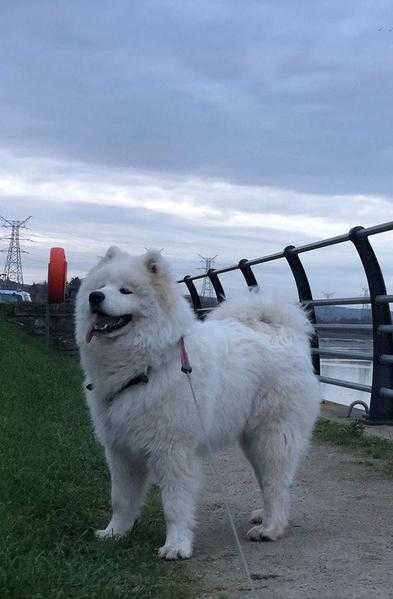 Samoyed With Great Bloodlines