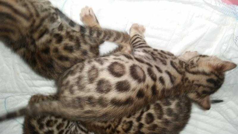 SBT BROWN BENGALS AND 2 SILVER BENGALS WITH STUNNING LARGE ROSETTES TICA REG