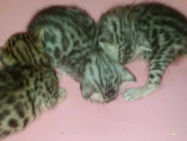 SBT SILVER BENGALS AND A SILVER BROWN TICA