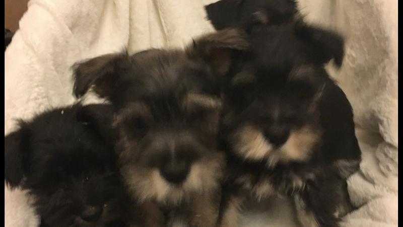 Schnauzer puppies