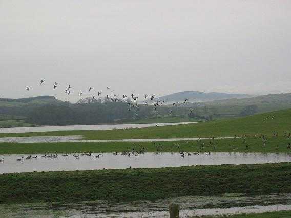 SCOTLAND DUMFRIES amp GALLOWAY GOOSE amp DUCK SHOOTING