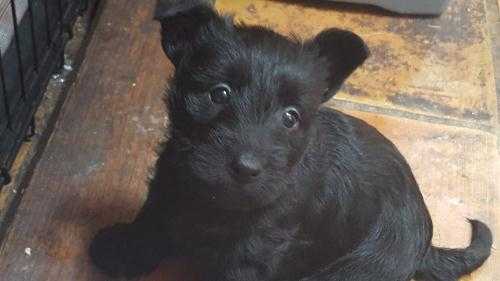 Scottie Puppies for forever homes