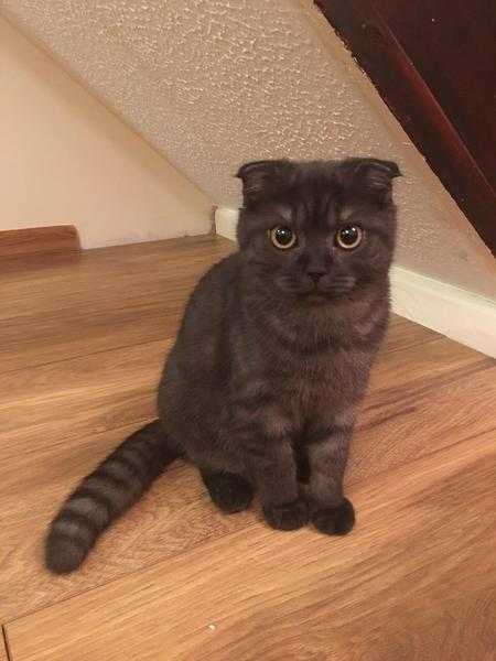 Scottish Fold Kitten For Sale (girl)