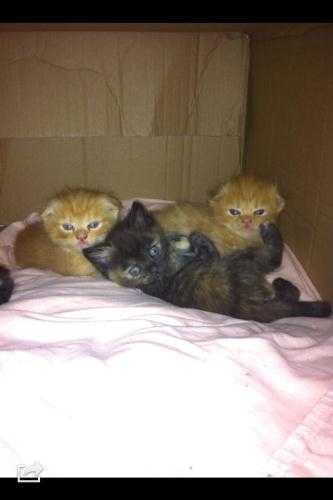 Scottish fold kittens