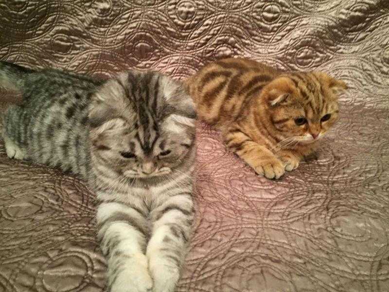 Scottish Fold kittens for sale