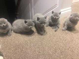 Scottish foldstraight kittens for sale