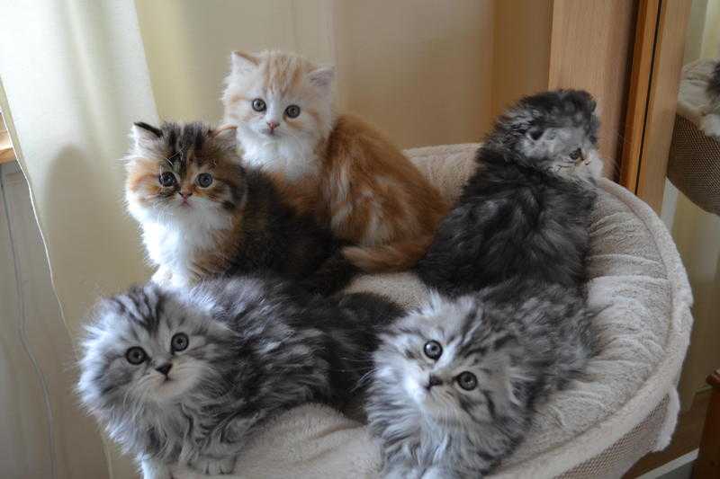 Scottish Foldstraight longhair kittens.