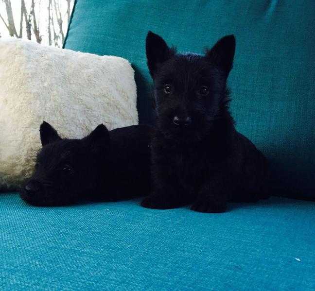 Scottish terrier pups available