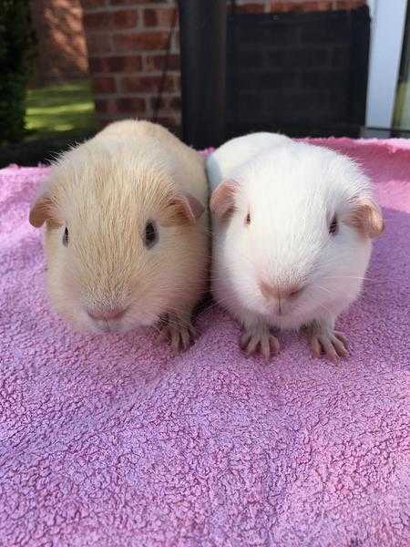 Self Cream and White baby guinea pig boars