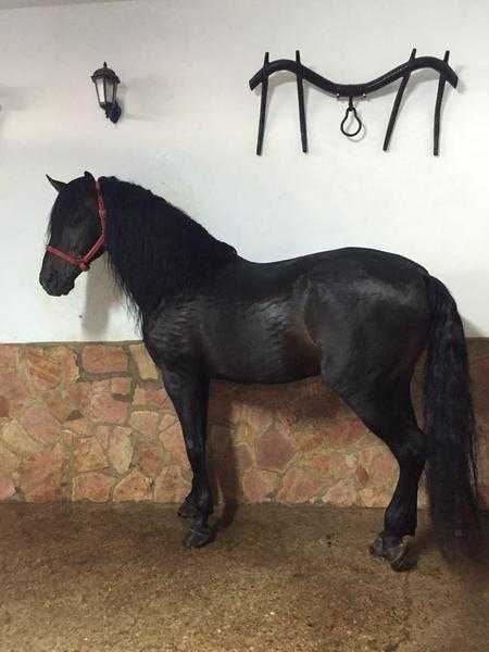 Sell purebred Spanish Horse